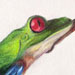 Spider Frog