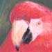 Parrots